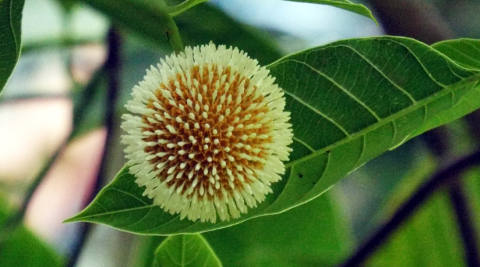 নওগাঁর পথে প্রান্তরে মুগ্ধতা ছড়াচ্ছে বর্ষার সৌন্দর্য কদম ফুল