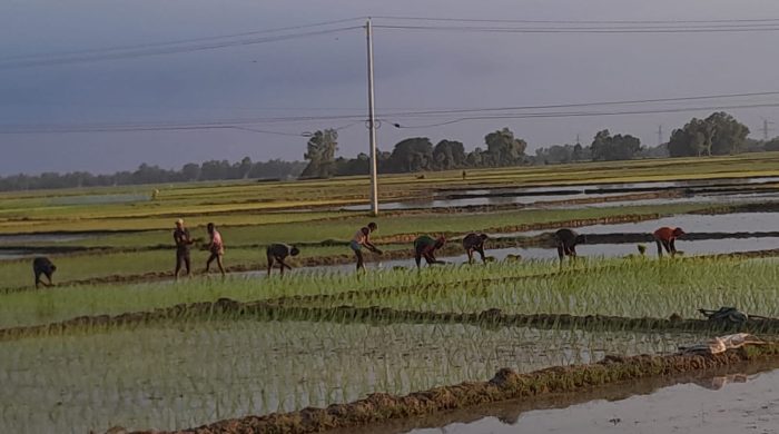 নন্দীগ্রামে আমন ধান চাষাবাদে ব্যস্ত কৃষক