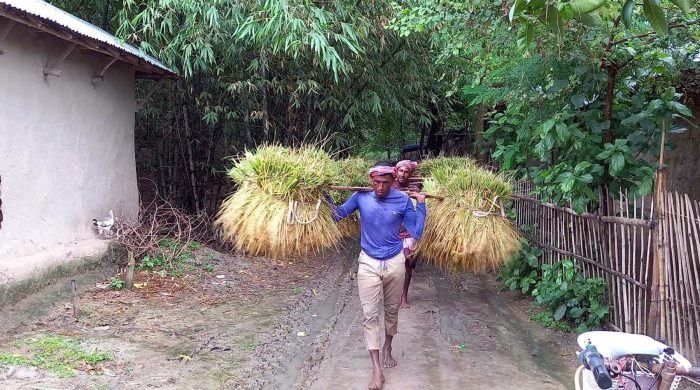 নন্দীগ্রামে আউশ ধান কাটা-মাড়াই কাজে ব্যস্ত কৃষকরা