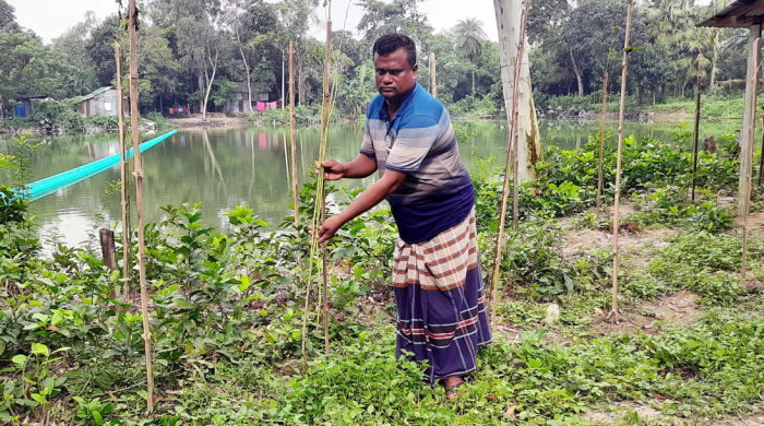 আদমদীঘিতে গাছের সাথে এ কেমন শত্রুতা !