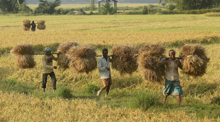 আজ পহেলা অগ্রহায়ণ, নবান্ন উৎসব