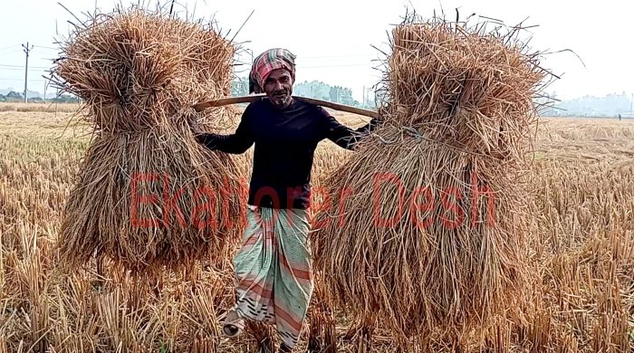 ফুলবাড়ীতে আমন ধানের বাম্পার ফলন, বেশি দাম পেয়ে খুশি কৃষকরা